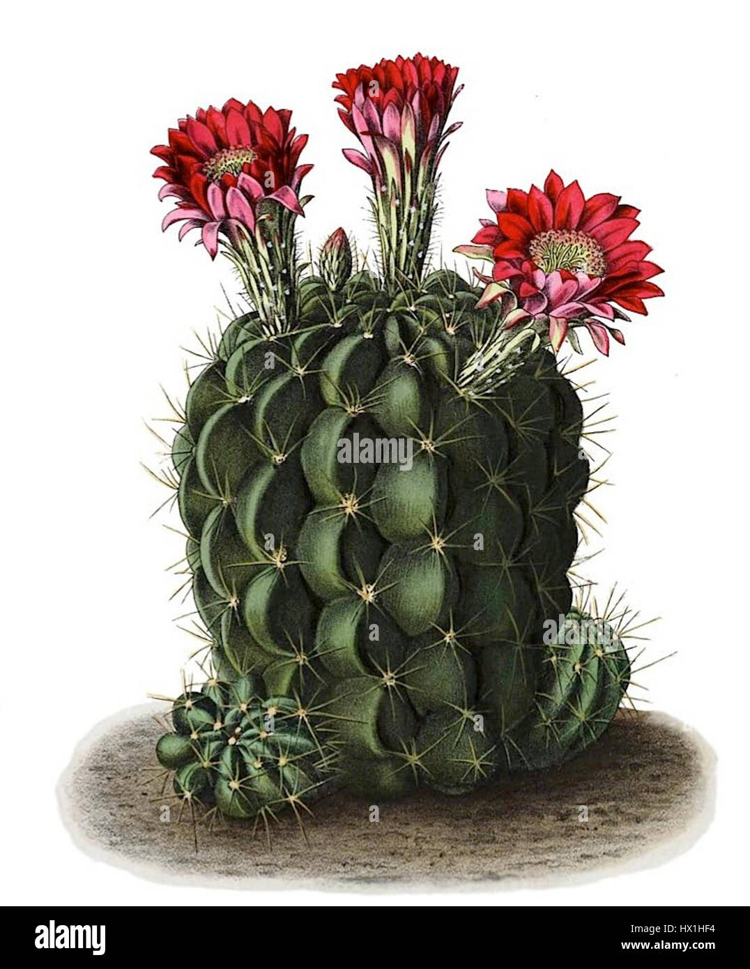 Echinopsis pentlandii è una specie di cactus originaria del Sud America, nota per i suoi fiori vivaci. Questo cactus fa parte del genere Echinopsis, che comprende varie specie rinomate per la loro fioritura ornamentale. Foto Stock