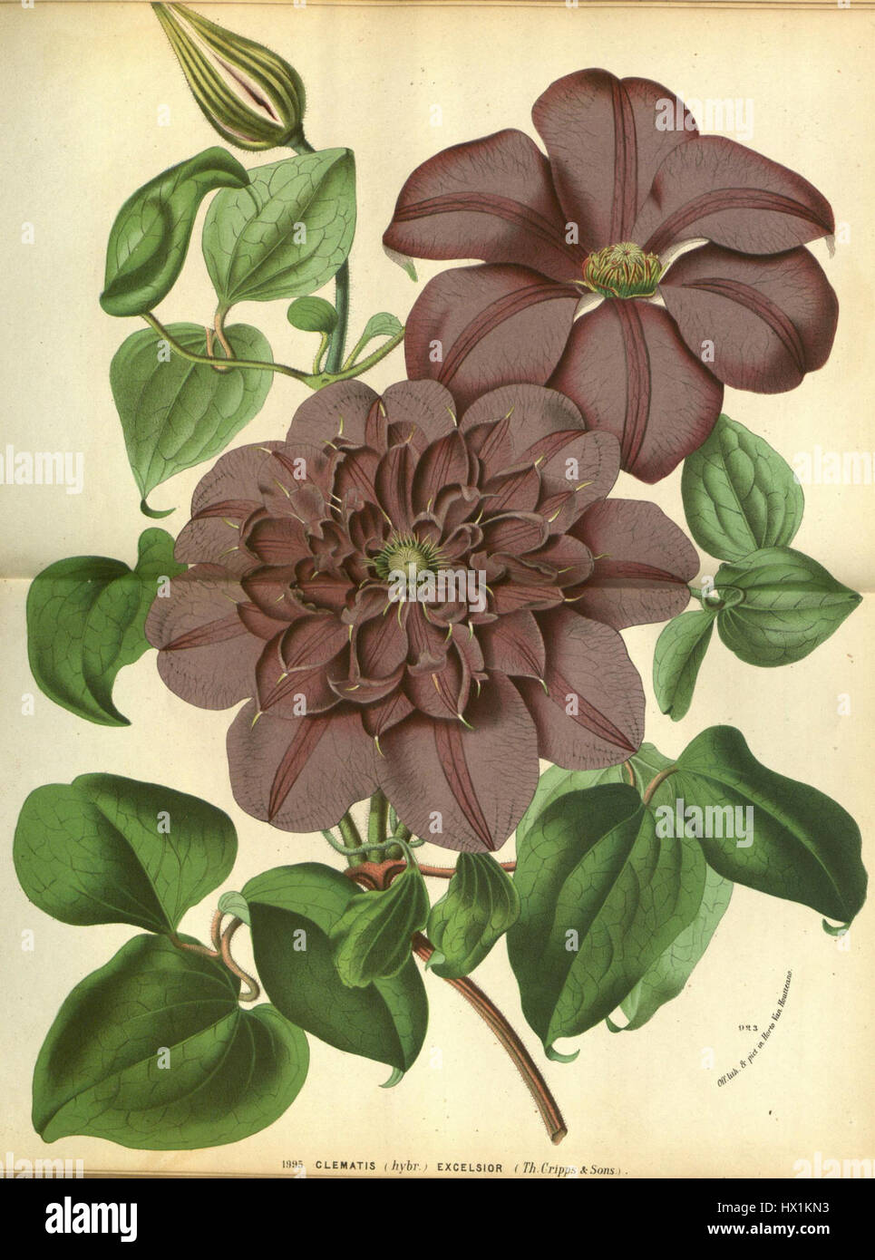 Clematis 'Excelsior' è una cultivar ibrida di clematis conosciuta per i suoi fiori sorprendenti e la sua crescita vigorosa, ampiamente ammirata negli ambienti orticoli per la sua bellezza e resilienza. Foto Stock