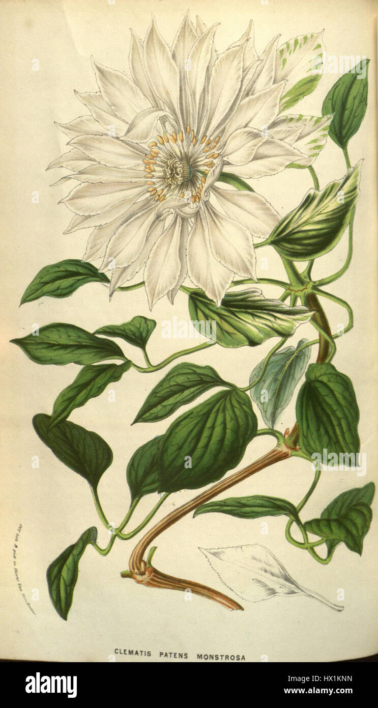 Una varietà di *Clematis patens* conosciuti come 'Monstrosa', una vite fiorita con grandi e soffici fiori. È comunemente coltivato nei giardini per il suo fascino estetico e la capacità di prosperare in una varietà di climi. Foto Stock