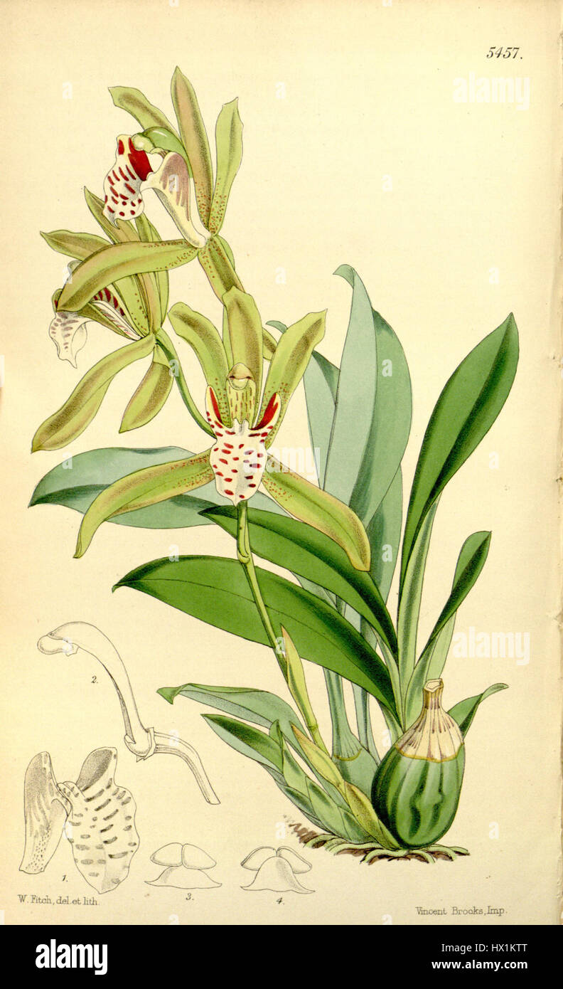 Cymbidium tigrinum è una specie di orchidea originaria del sud-est asiatico. Conosciuta per i suoi fiori a fantasia simile a una tigre, questa orchidea è apprezzata per il suo aspetto suggestivo e la sua associazione con l'uso ornamentale e tradizionale dei medicinali. Foto Stock