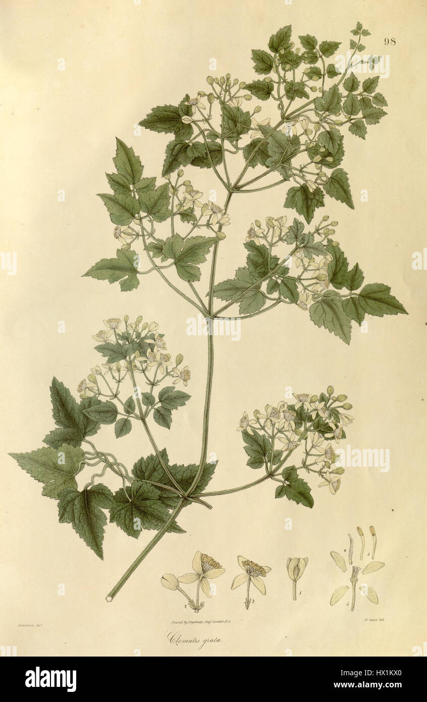 Clematis grata è una pianta rampicante con fiori distinti e appariscenti. È riconosciuto per il suo valore ornamentale nei giardini e nei paesaggi, fiorendo abbondantemente con colori vivaci che esaltano gli spazi esterni. Foto Stock