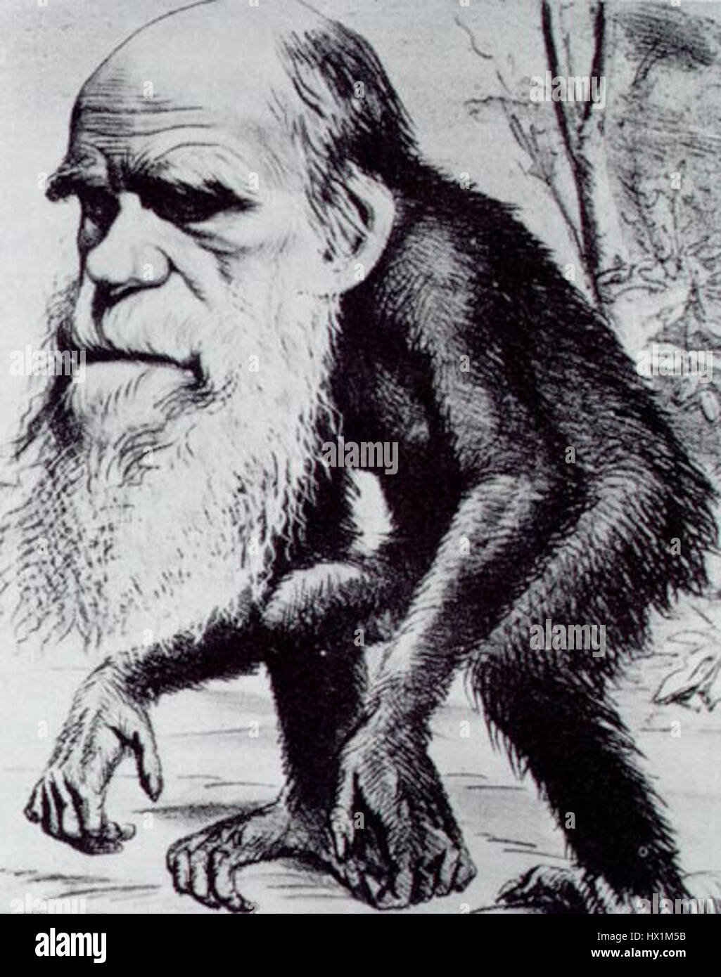 L'illustrazione della scimmia di Darwin cattura la somiglianza dei primati, mostrando l'interesse scientifico per la biologia evolutiva durante il suo tempo. Simboleggia l'esplorazione delle origini umane. Foto Stock