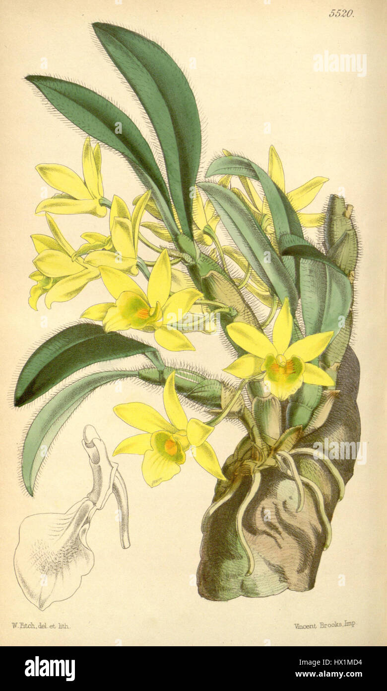 *Dendrobium senile* è una specie di orchidee nota per i suoi fiori delicati e l'aspetto distintivo. Originaria del sud-est asiatico, prospera nei climi tropicali ed è apprezzata per la sua bellezza nel giardinaggio ornamentale e nell'orticoltura. Foto Stock