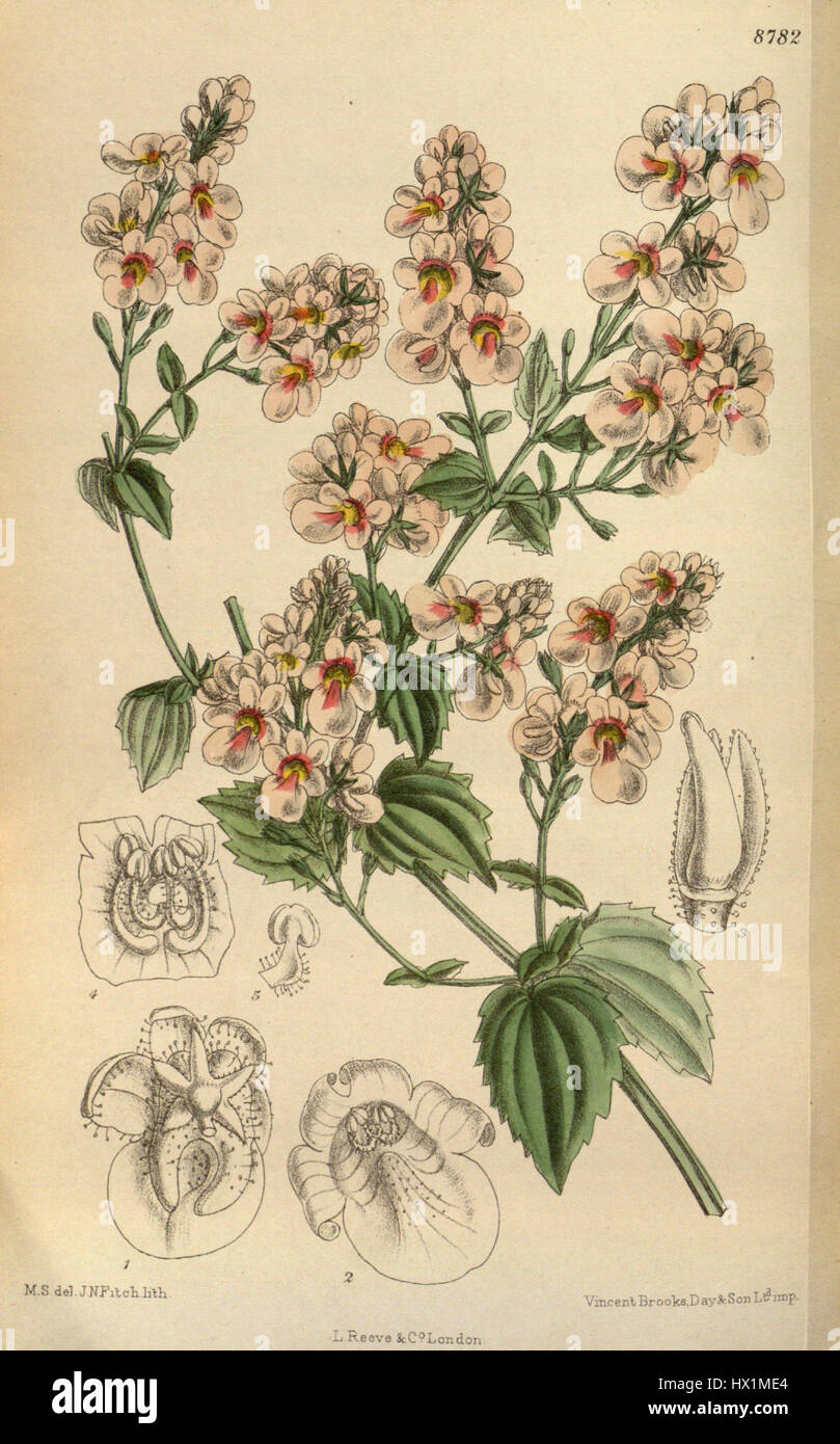 La diascia aliciae, comunemente nota come twinspur, è una specie di piante in fiore conosciuta per i suoi fiori rosa e viola. È ampiamente coltivata come pianta ornamentale grazie al suo colore vibrante e all'aspetto attraente. Foto Stock