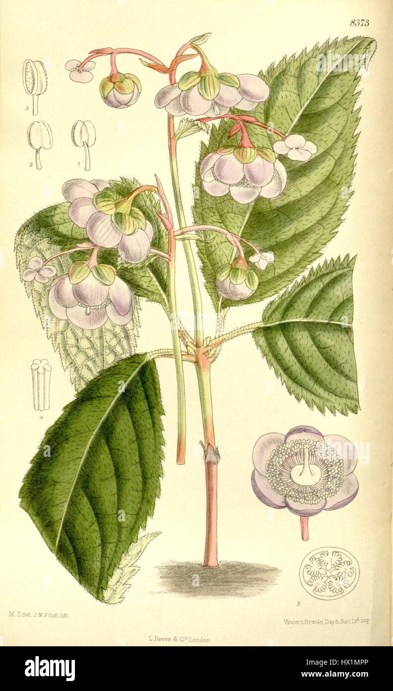 La Deinanthe caerulea, nota anche come deinanthe dalla foglia blu, è una rara pianta perenne originaria dell'Asia orientale. Conosciuta per il suo caratteristico fogliame blu e i fiori a forma di campana, è molto apprezzata dai giardinieri e dai collezionisti per la sua bellezza e unicità. Foto Stock