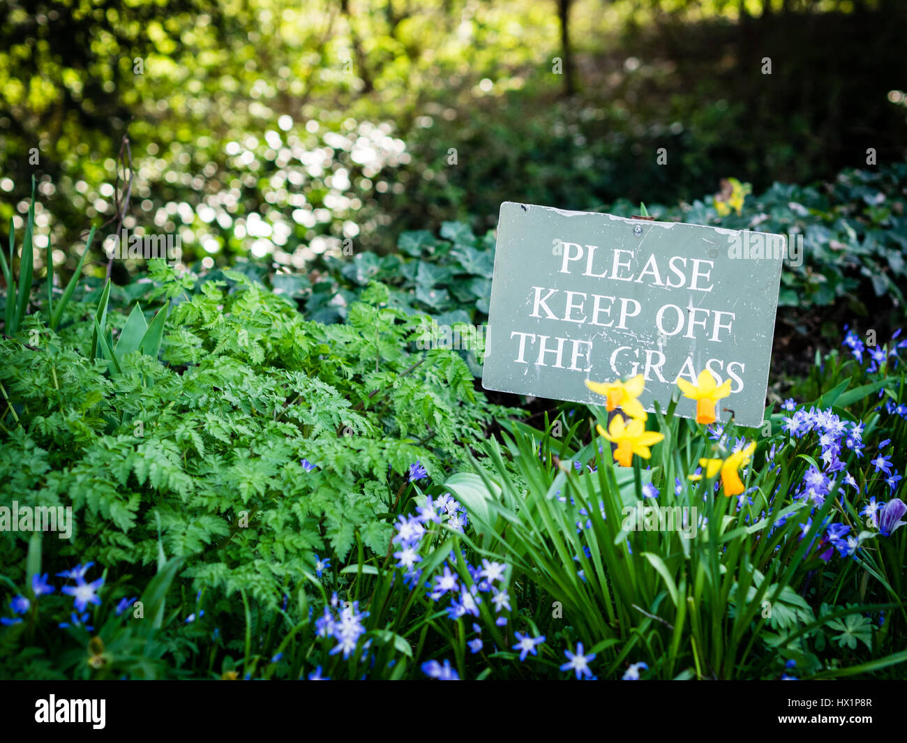 Si prega di mantenere spento il segno di erba tra fiori di primavera a Cambridge Regno Unito Foto Stock