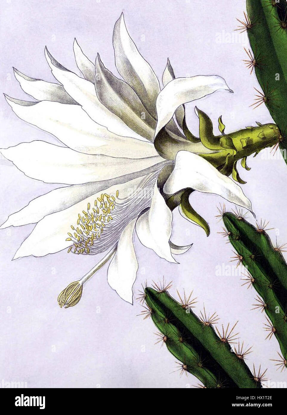 Il *Disocactus speciosus*, noto anche come cactus orchidea, è una vivace pianta fiorita originaria dell'America centrale. I suoi sorprendenti fiori rosa e i lunghi steli verdi lo rendono un soggetto popolare nell'illustrazione botanica. Foto Stock