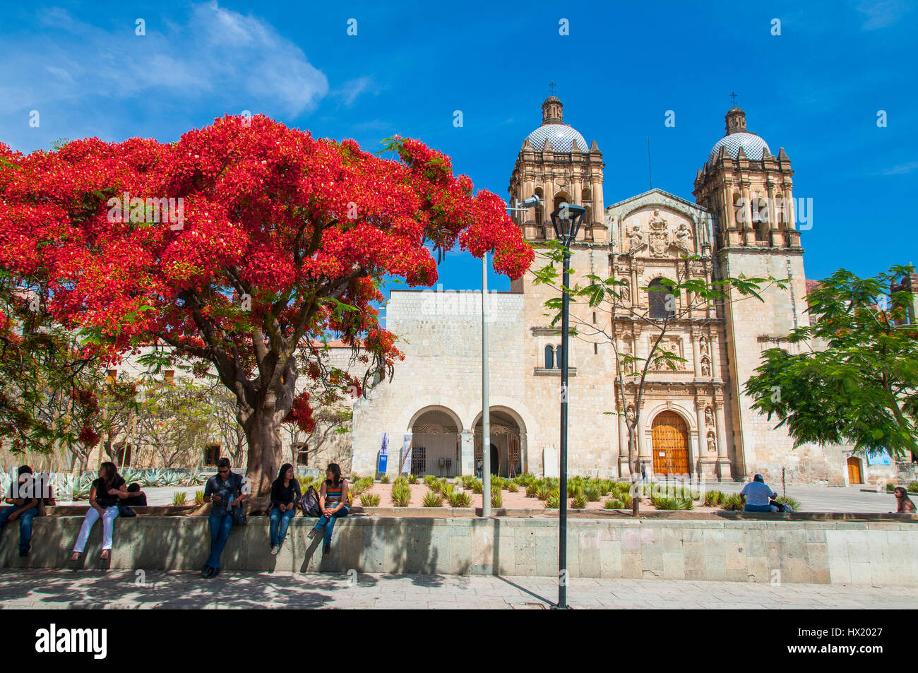 Flamboyant tree (Delonix regia) nella parte anteriore della chiesa e convento di Santo Domingo de Guzman nel centro storico della città di Oaxaca, Messico Foto Stock
