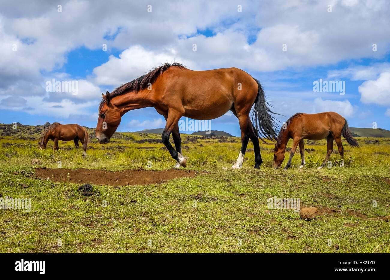 I cavalli in isola di pasqua campo, oceano pacifico, Cile Foto Stock