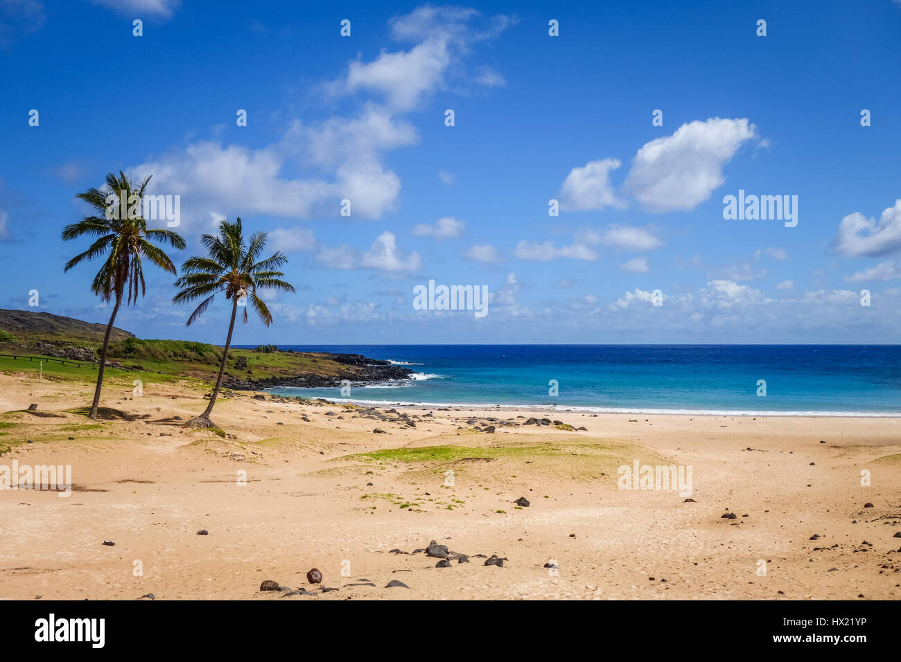Palme sulla spiaggia di Anakena, isola di pasqua, Cile Foto Stock
