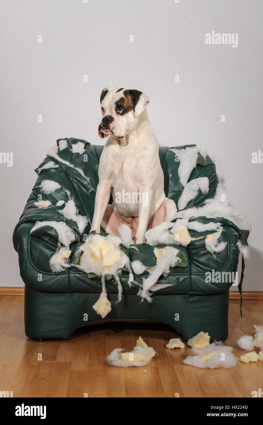 Cane boxer ha distrutto una poltrona in pelle. Cane da soli a casa arredo danneggiato. Hund zerstoert Ledersessel. Foto Stock