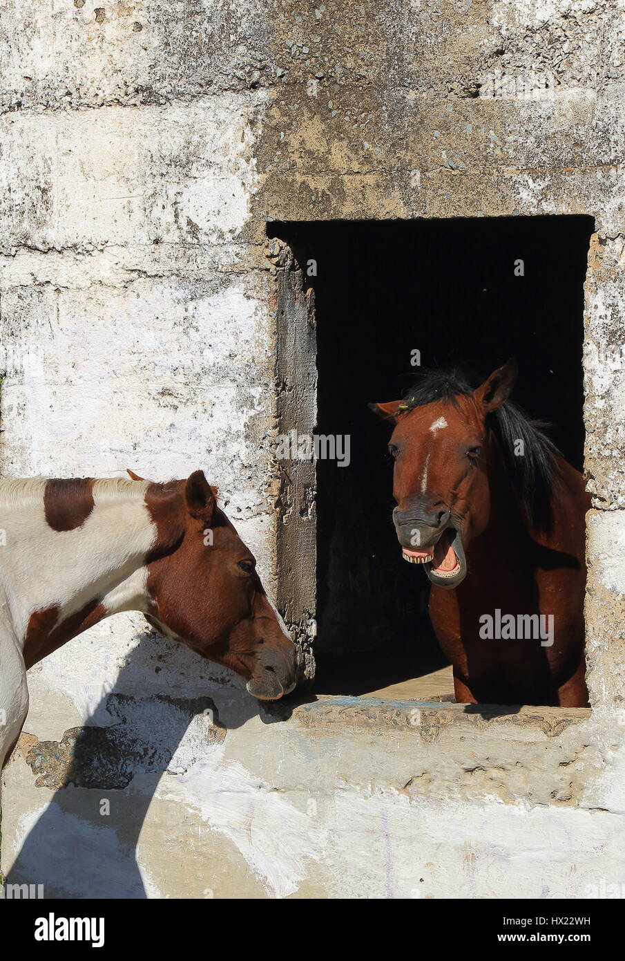 Il comportamento di animali - un cavallo marrone incorniciato nella finestra di un vecchio fienile bares i suoi denti al mondo formato verticale Foto Stock