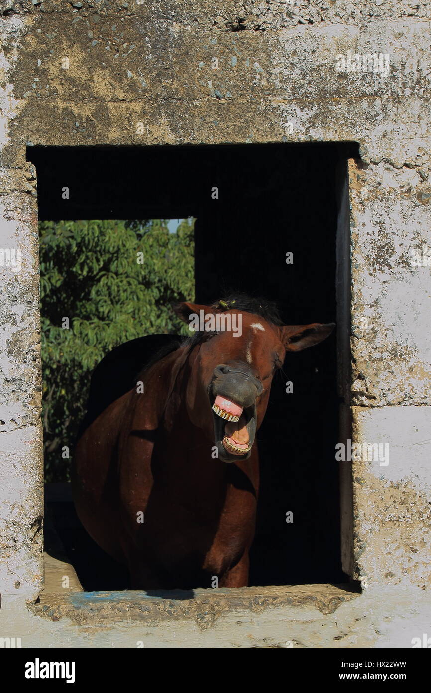 Il comportamento di animali - un cavallo marrone incorniciato nella finestra di un vecchio fienile bares i suoi denti al mondo formato verticale Foto Stock