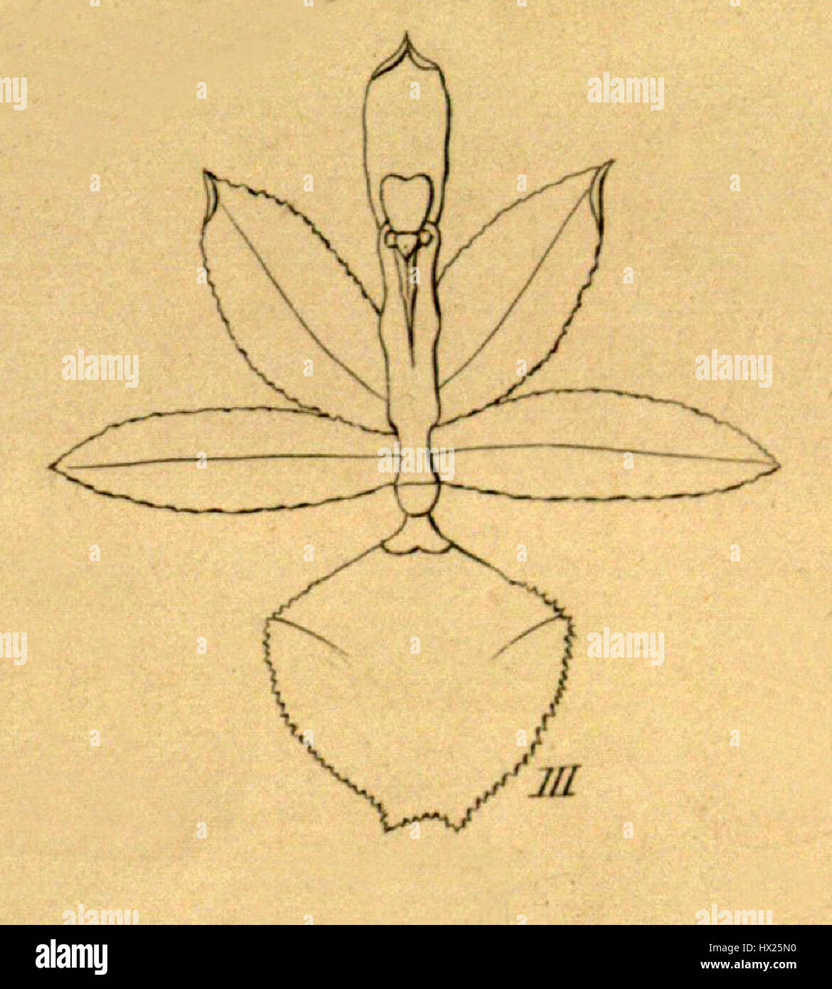 Kefersteinia stapelioides ritaglio da Xenia vol 1 pl 25 fig III (1858) Foto Stock