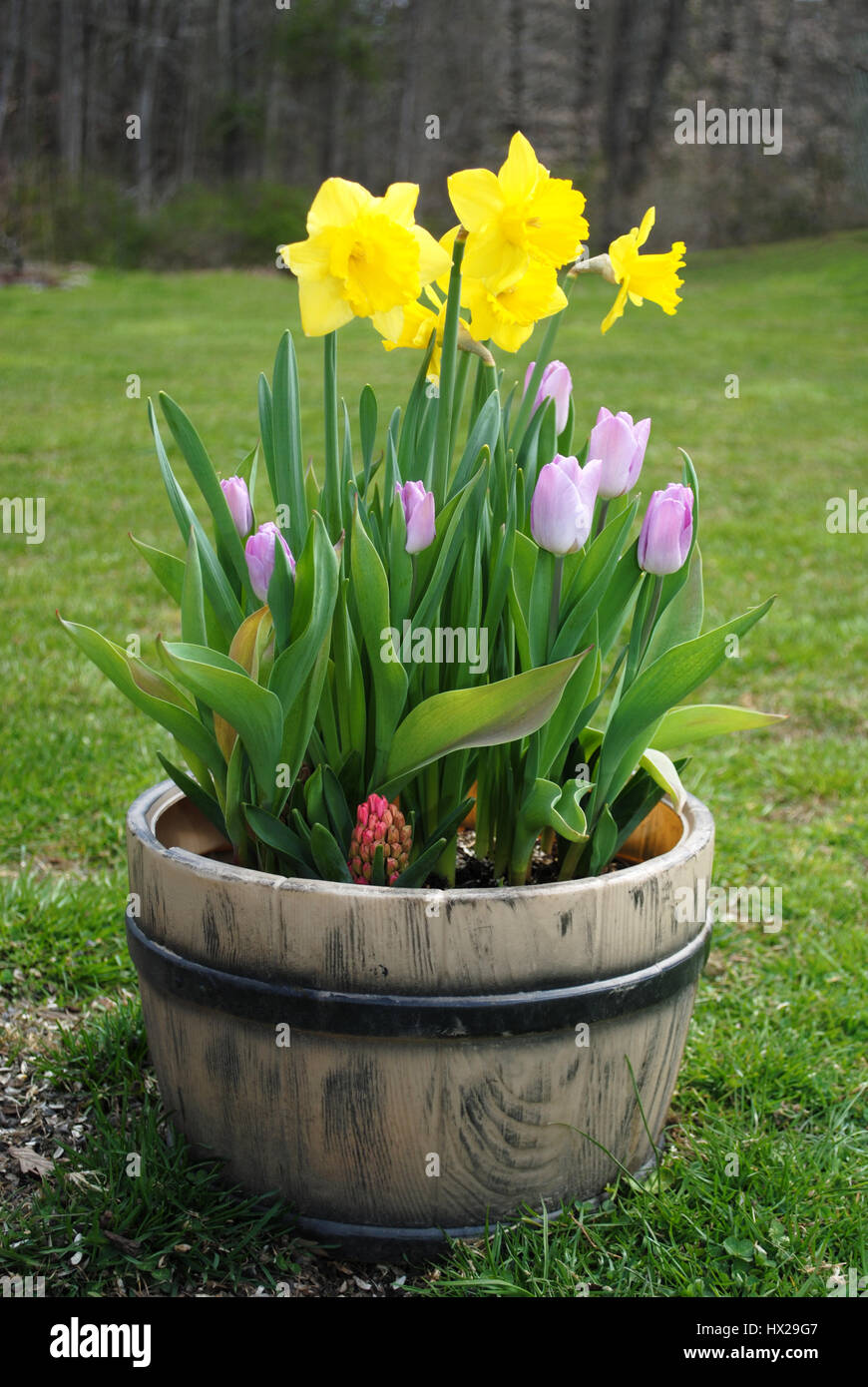 Fiori di Primavera piantato in un contenitore da giardino Foto Stock