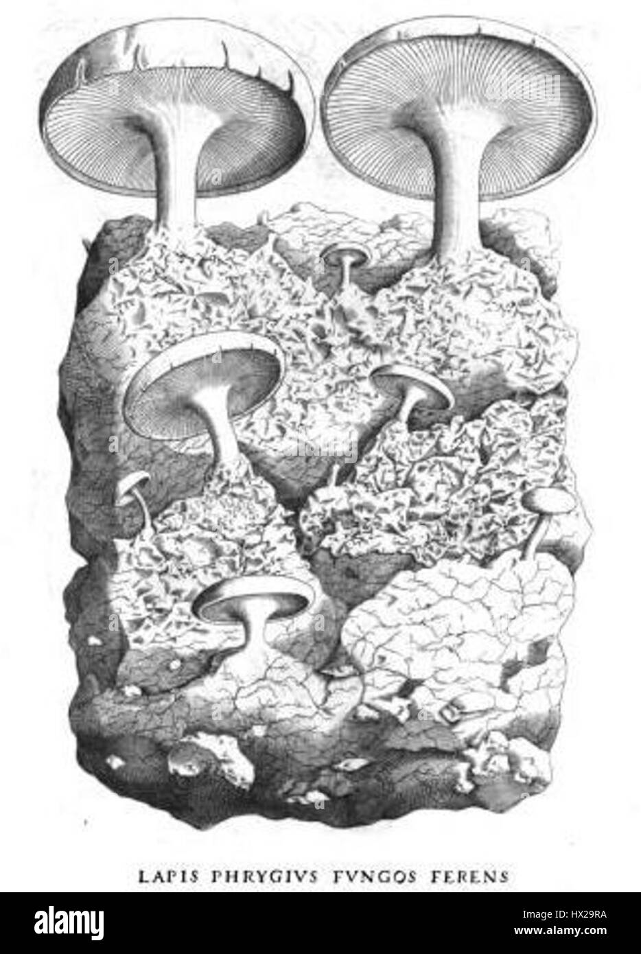 Lapis Phrygius, un tipo di pietra. Foto Stock