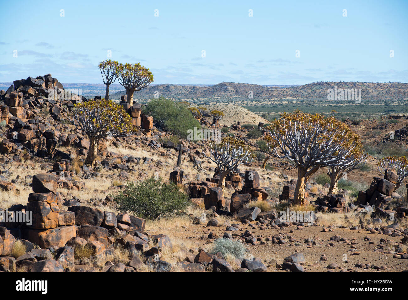 Per Quiver tree forest (Aloe dichotoma) vicino a Keetmanshoop, Namibia Foto Stock