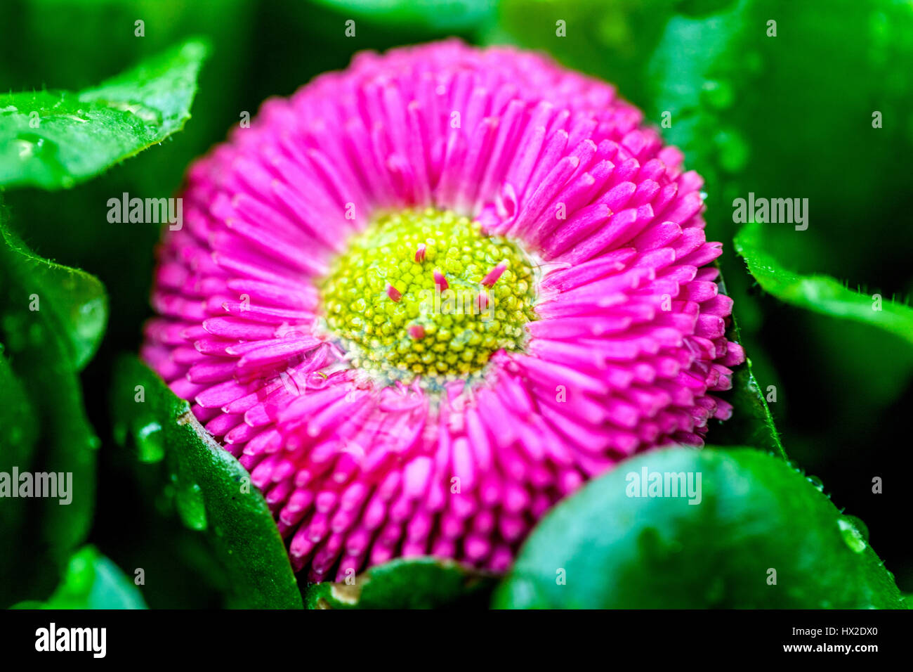 Giardino cultivar di grandi fiori margherite Foto Stock