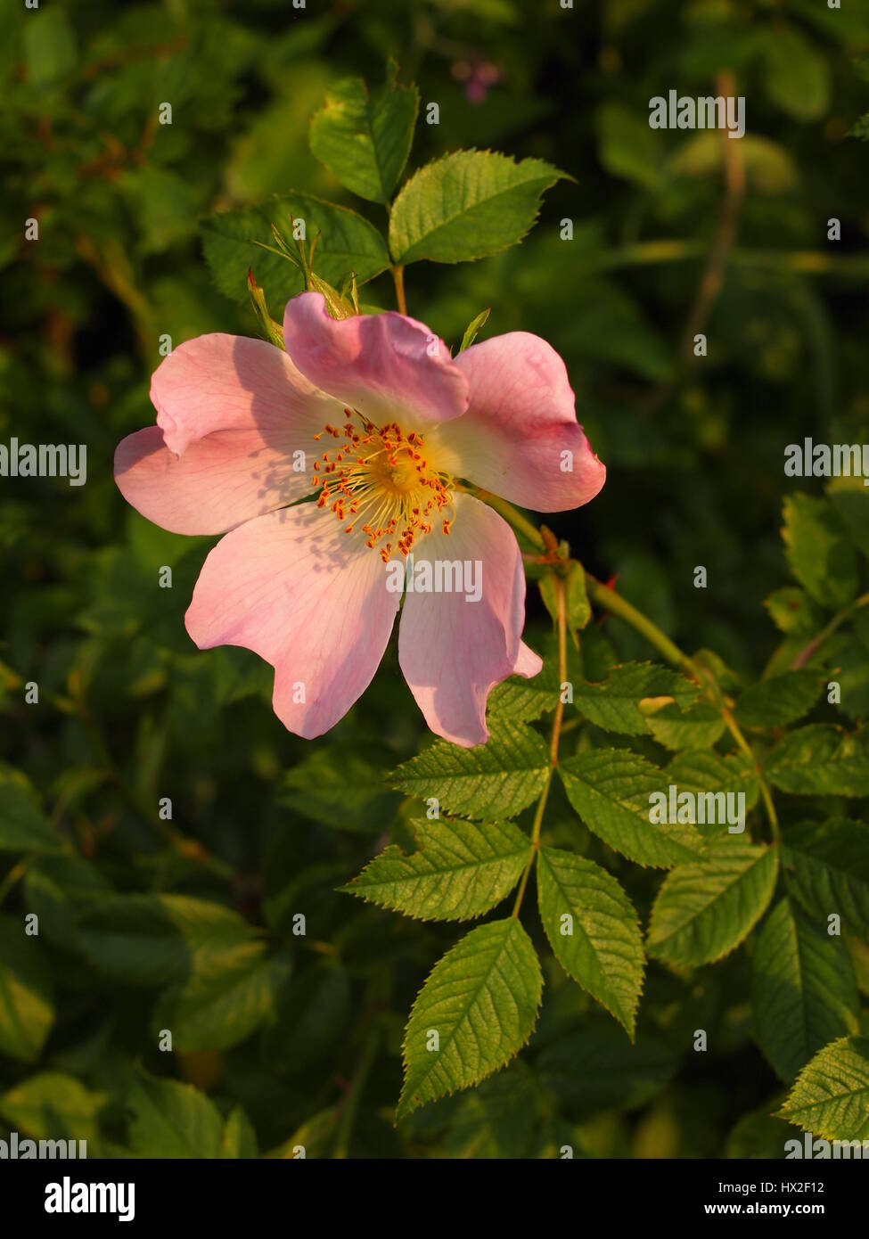 Una sola rosa selvatica rosa canina nel giugno sera la luce del sole. Un gambo di drappeggio con lembi verde e una splendida rosa rosa bloom con ciuffo di stami gialli. Foto Stock