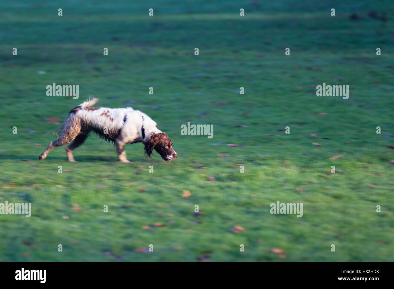 Una Springer Spaniel che mostra la sua caratteristica desti e vigilanti lookscent Foto Stock