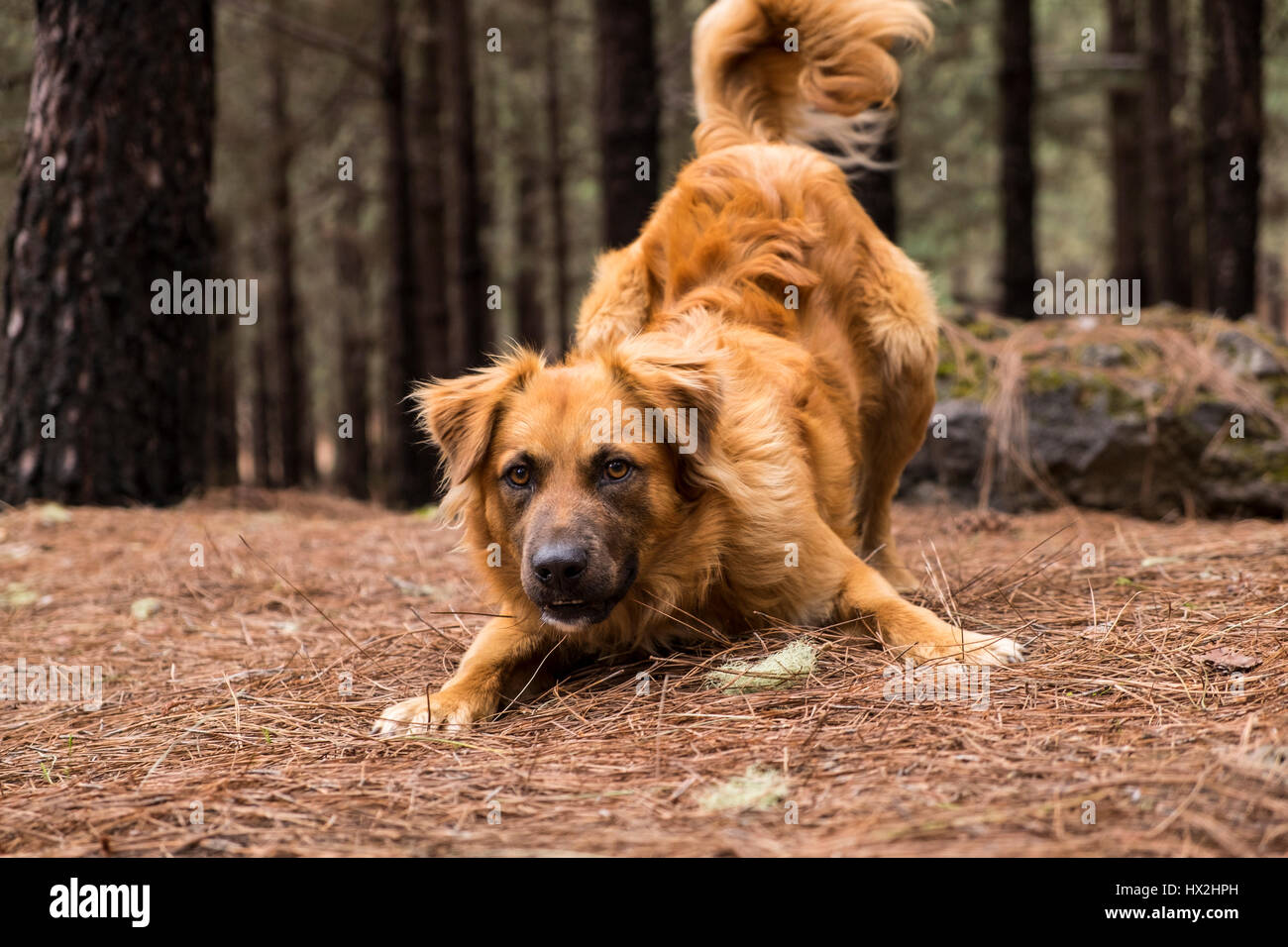 Giocoso brown mongrel cane nella foresta di pini Foto Stock