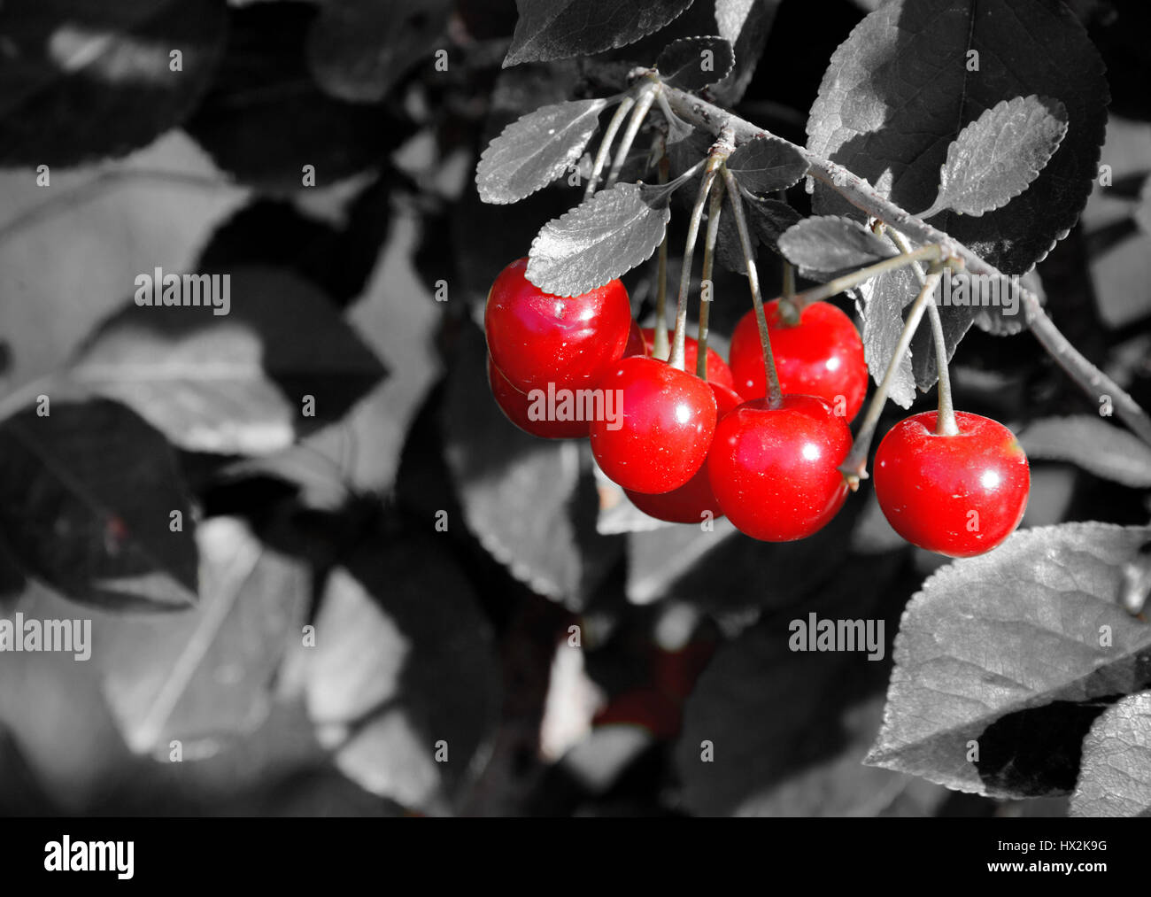 Soffocare la ciliegia Foto Stock