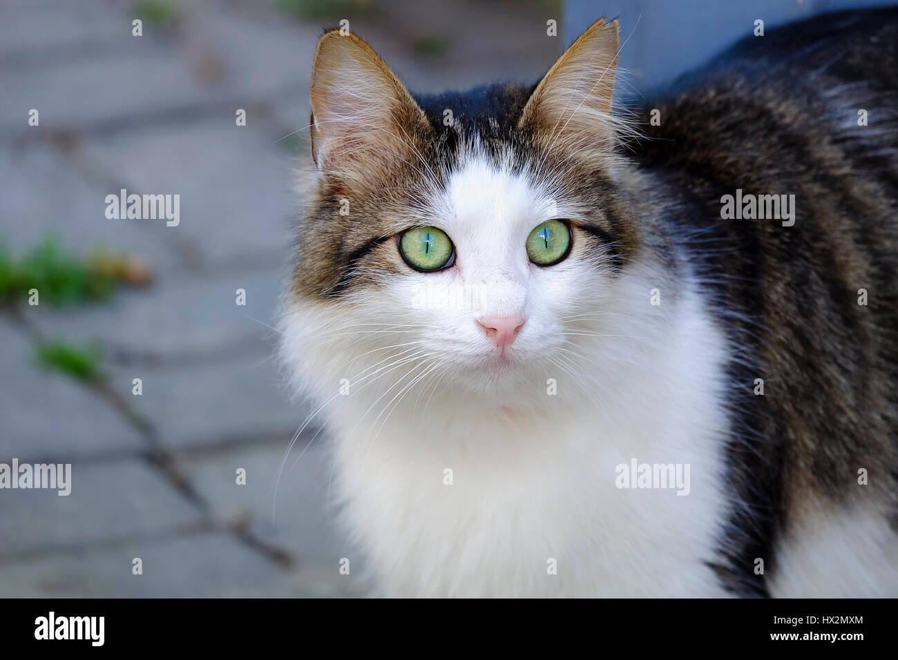 La splendida Green Eyed e soffice Cat Foto Stock