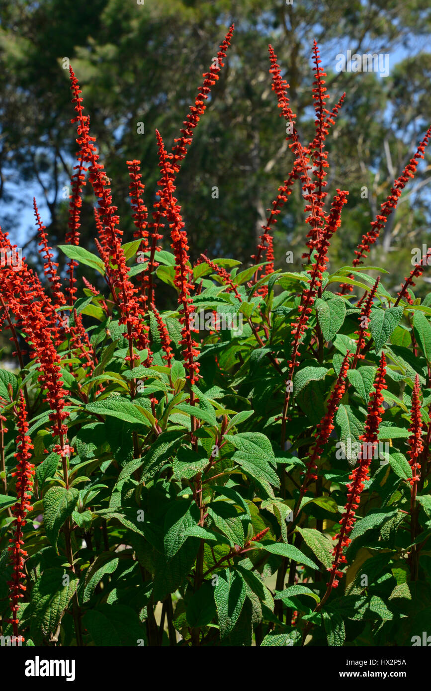 Visualizzazione verticale di rosso Salvia steli, insieme contro le foglie verdi. Foto Stock