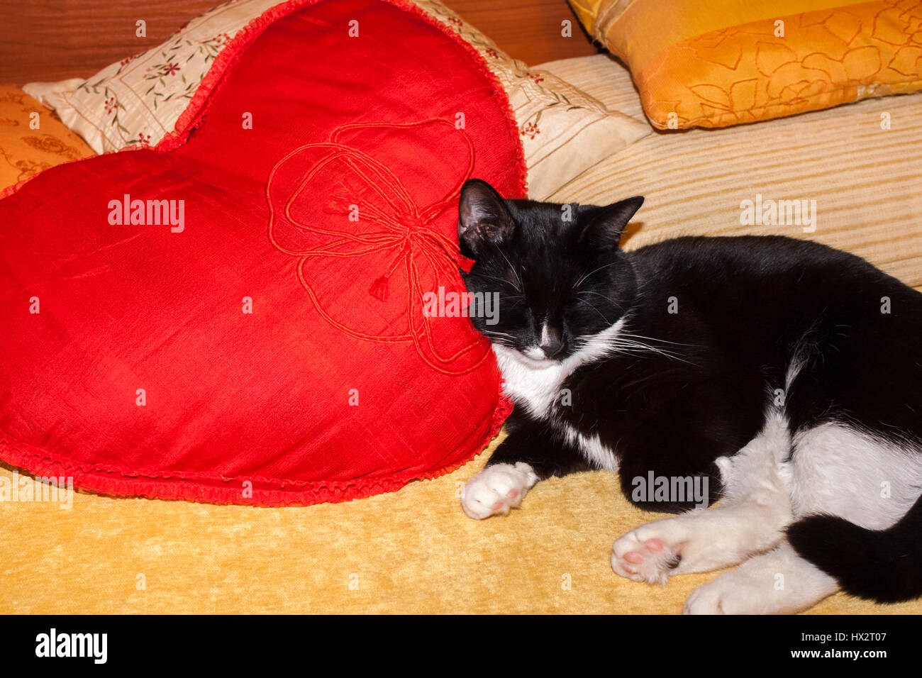 Bianco e nero gatto dorme sul rosso cuscini di seta a forma di cuore Foto  stock - Alamy