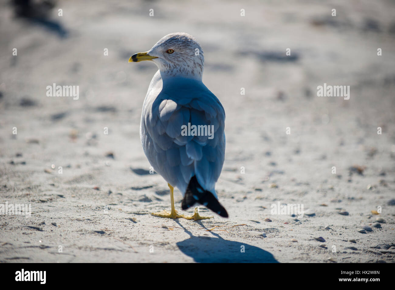 Gabbiano sulla spiaggia Foto Stock