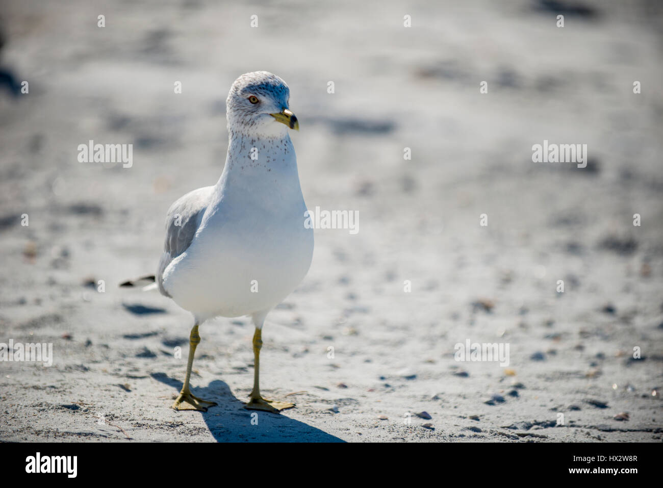 Sea Gull sulla spiaggia Foto Stock