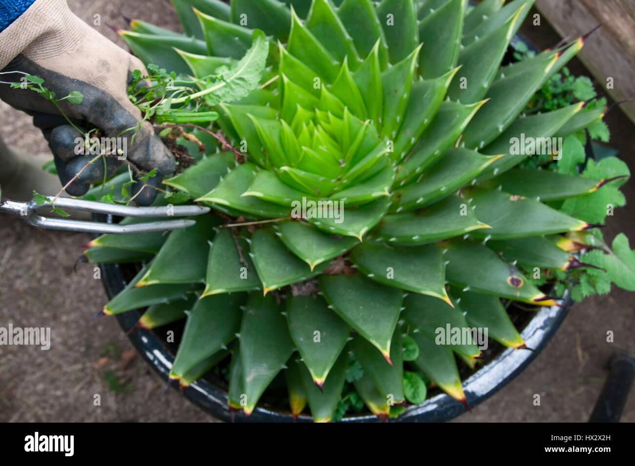 Ripulendo dalle erbacce un POT piantato con Aloe polyphylla utilizzando una duplice weeder in metallo Foto Stock