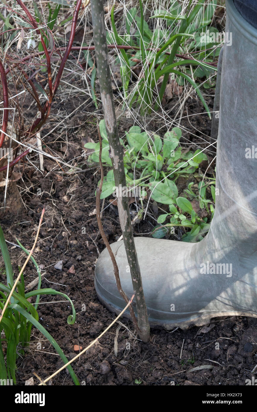 Rassodamento un giovane arbusto (Clerodendron bungei) utilizzando la pianta del piede Foto Stock
