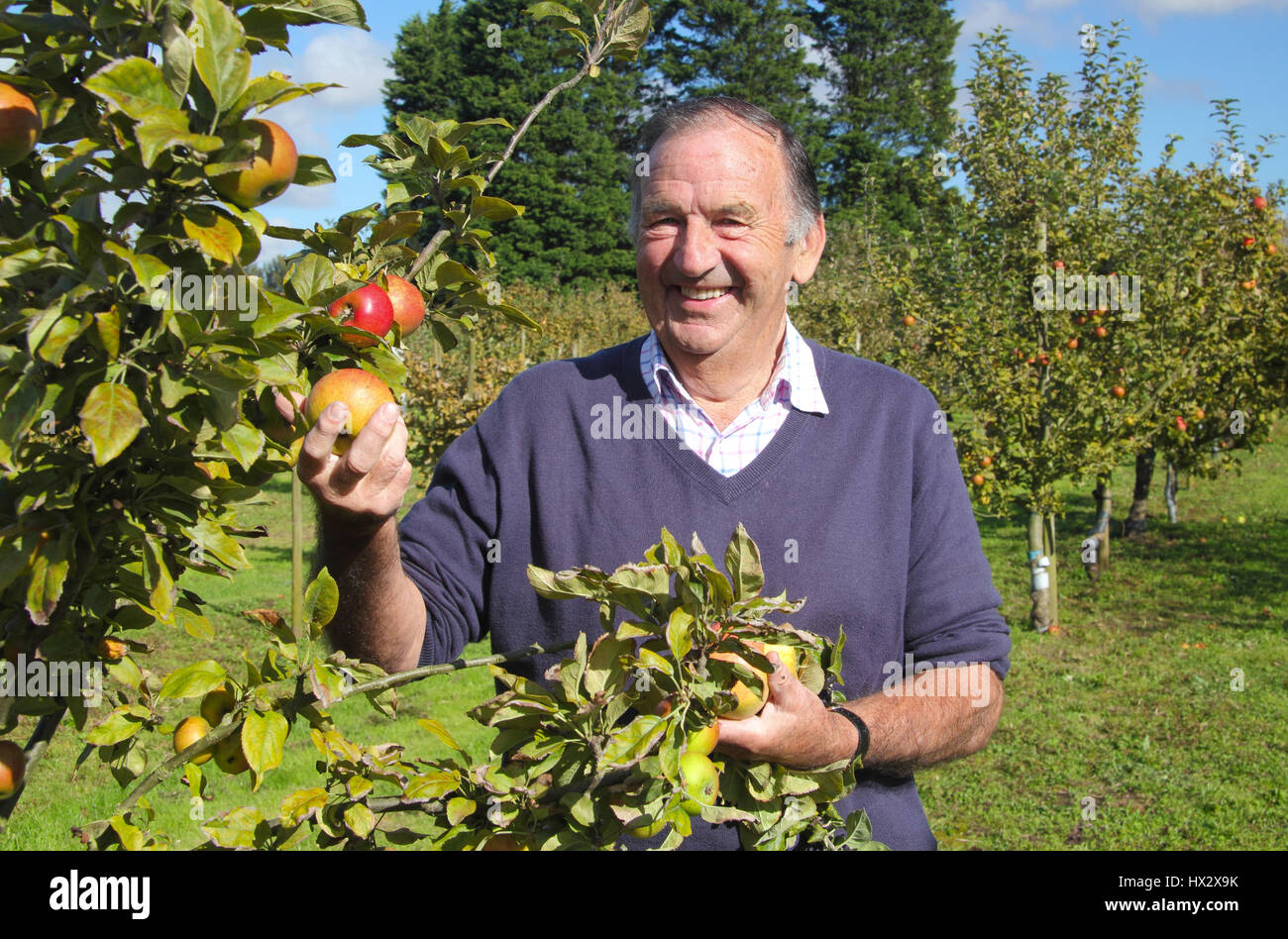 Apple esperto, Giovanni Hempsall, nella sua eredità apple orchard a East Markham, durante questo Nottinghamshire village annuale del giorno Apple event in autunno Foto Stock