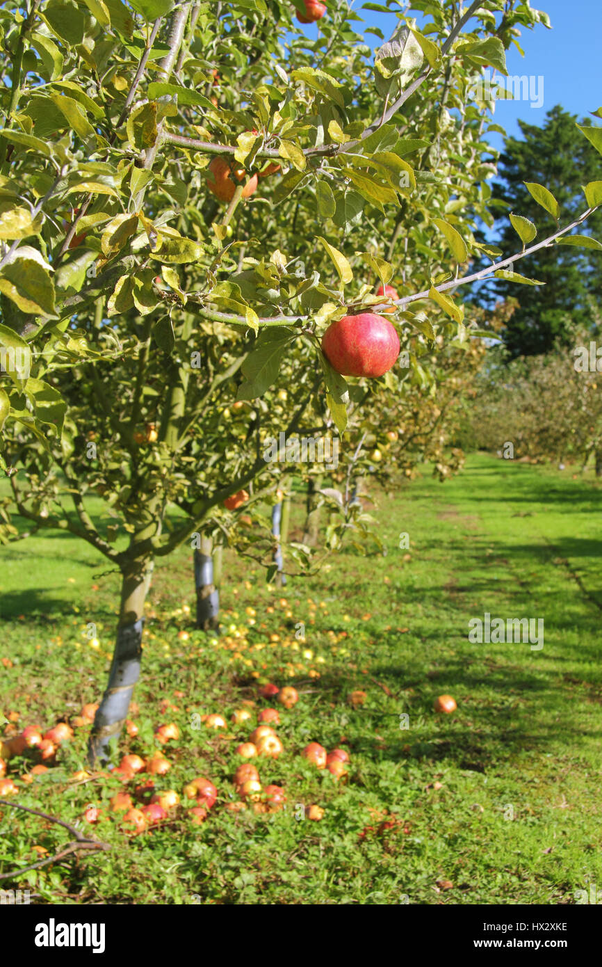 La varietà del patrimonio di alberi di mele in un villaggio inglese frutteto in una giornata di sole a inizio autunno Nottinghamshire, England Regno Unito Foto Stock