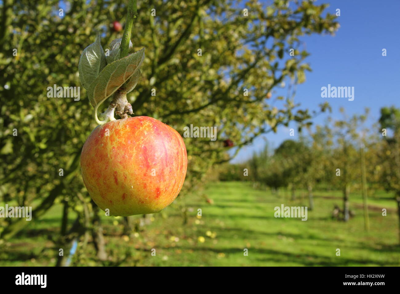 Un patrimonio mature varietà apple 'Norfolk Miele Russet' pende da una fronda in un villaggio inglese orchard su una soleggiata giornata autunnale Nottinghamshire England Regno Unito Foto Stock