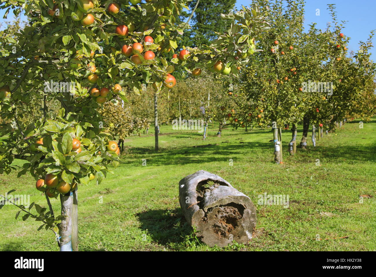 Righe del patrimonio di varietà di mele alberi in un villaggio inglese frutteto in una giornata di sole a inizio autunno Nottinghamshire, England Regno Unito Foto Stock