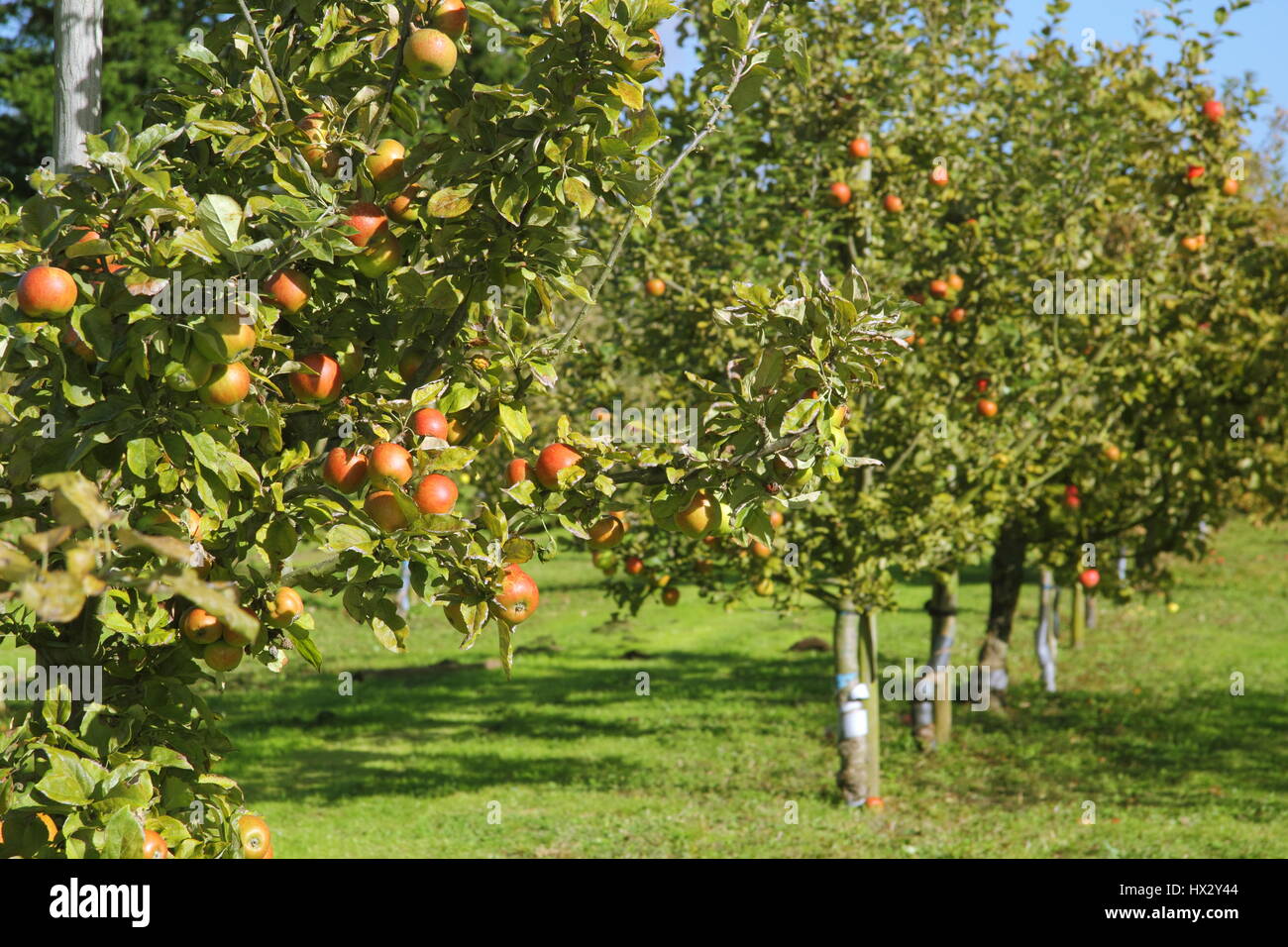 Righe del patrimonio di varietà di mele alberi in un villaggio inglese frutteto in una giornata di sole a inizio autunno Nottinghamshire, England Regno Unito Foto Stock