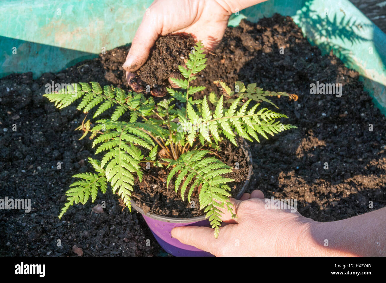 Annegamento di un giovane albero Fern Dicksonia antartide Foto Stock