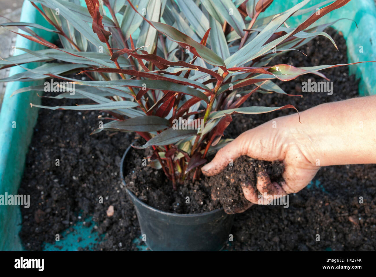 Annegamento di un giovane Alpinia luteocarpa Foto Stock