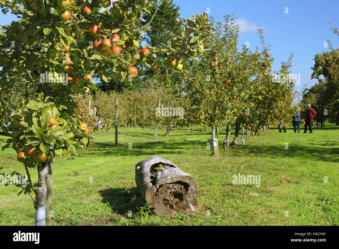 Visitatori scorazzare e raccolta mele mature in Hempsall il patrimonio Orchard a East Markham durante il Nottinghamshire village annuale del giorno Apple festival, Foto Stock