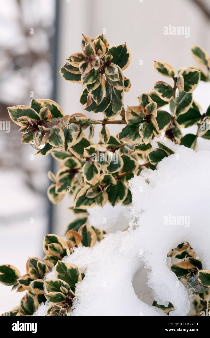 Luma apiculata 'Glanleam Oro' nella neve Foto Stock