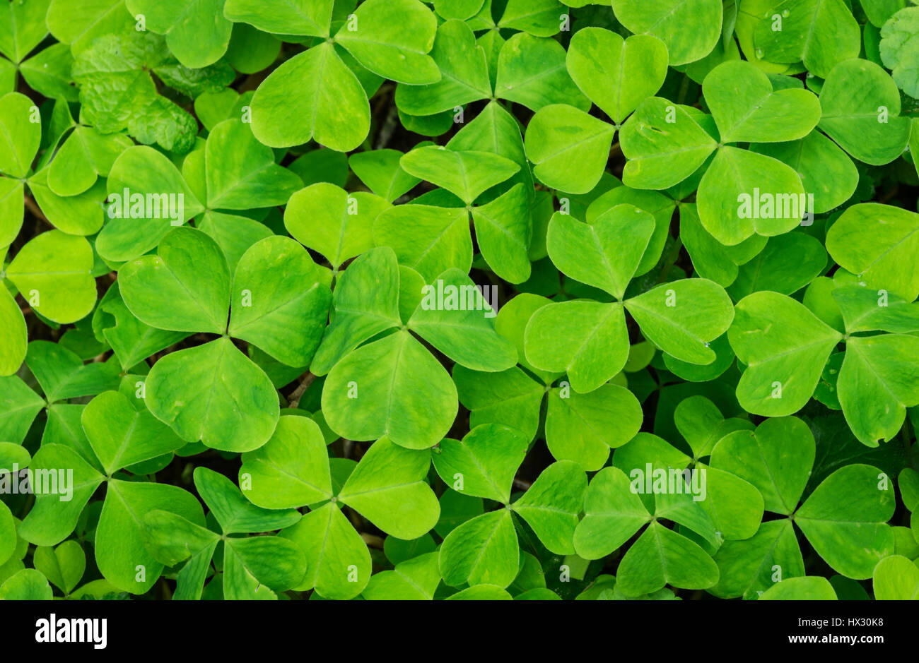Oxalis o legno Sorrel; crescita vecchio sentiero di cresta, la Whittaker Creek Recreation Area, Oregon. Foto Stock