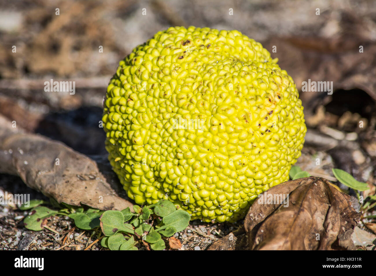 Osage Orange Foto Stock