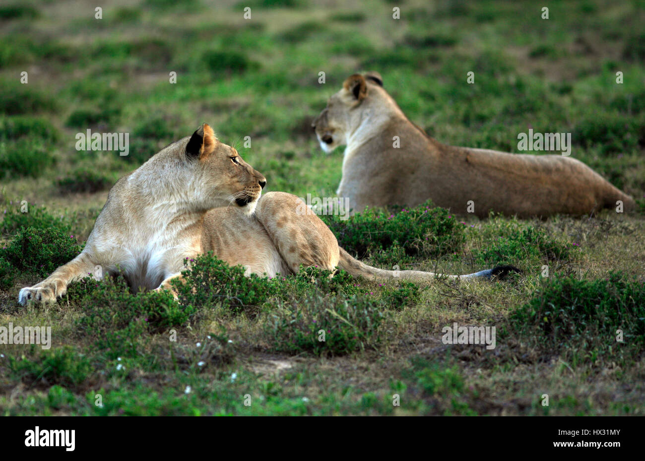 Due leonessa sedersi sull'erba durante un safari in una riserva privata in Sud Africa dal 18 marzo 2017. © Giovanni Voos Foto Stock