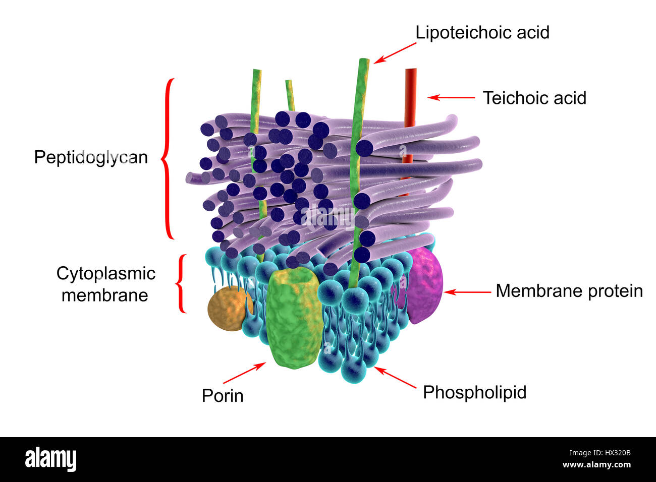 Batteri Gram negativi e parete cellulare, opere d'arte. La strati orizzontali comprendono sia una esterna ed una membrana interna, entrambi contenenti proteine transmembrana (verde, giallo e viola). Le membrane sono separati da un sottile strato di peptidoglicano. La superficie esterna della membrana esterna è spesso un lipopolisaccaride strato con lipidi (viola) nella membrana e saccaride lunghe catene laterali (rosso) che si estende fuori. Questo è chiamato un Gram-negativi parete cellulare perché non mantenere la colorazione di Gram che aiuta a individuare la vita microbica. Foto Stock