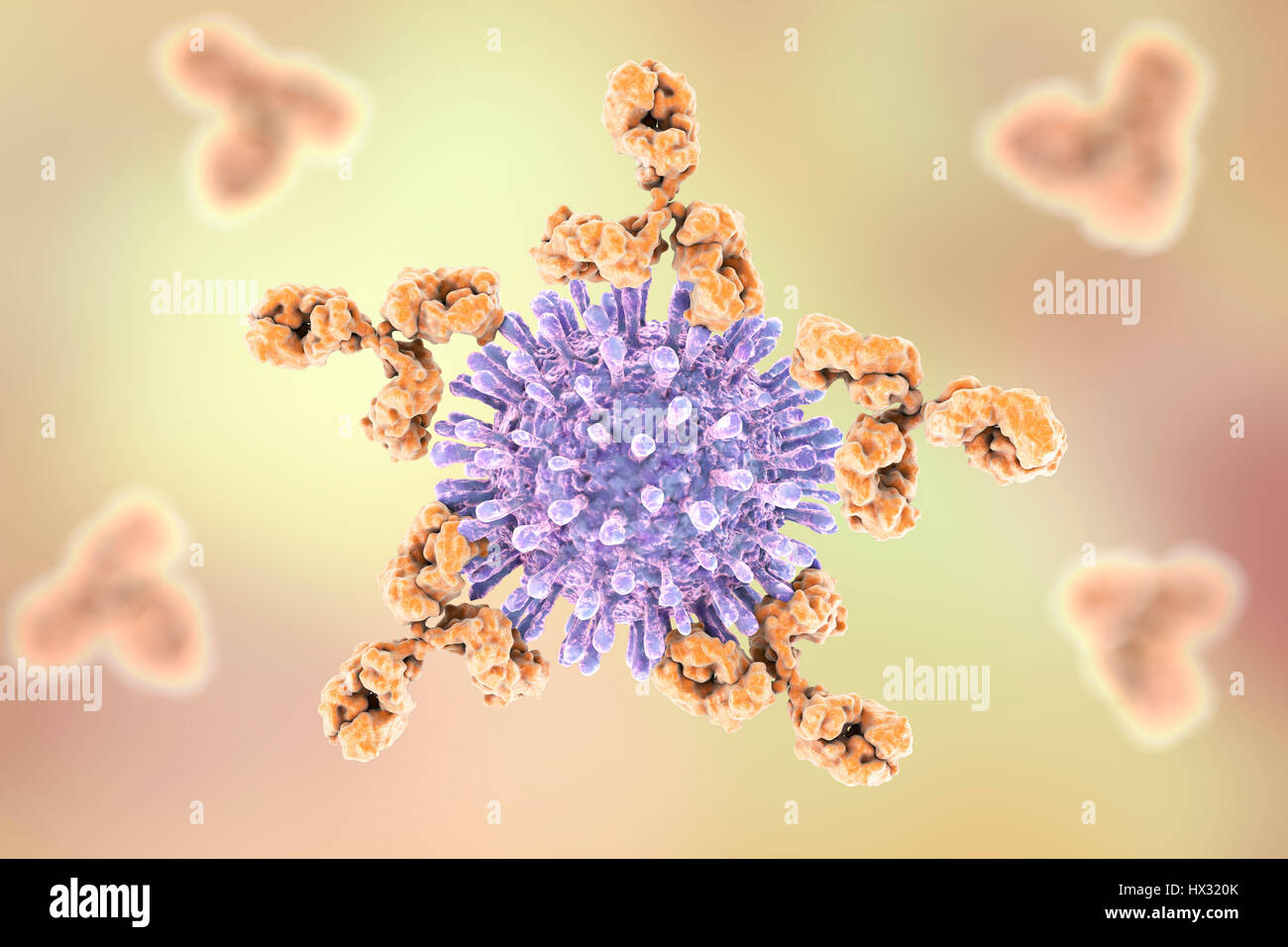 Gram-positivi della parete cellulare batterica, opere d'arte. La strati orizzontali comprendono una membrana di plasma (blu) contenente proteine transmembrana (verde, giallo e viola). Al di sopra di questo è uno spesso strato di peptidoglicano (aste viola) che è tenuto insieme da acidi teichoic (aste rosso) e acidi lipoteicoico (aste verde). Questo è chiamato un Gram-positivi parete cellulare perché lo spesso strato di peptidoglicano mantiene la colorazione di Gram che aiuta a individuare la vita microbica. Foto Stock