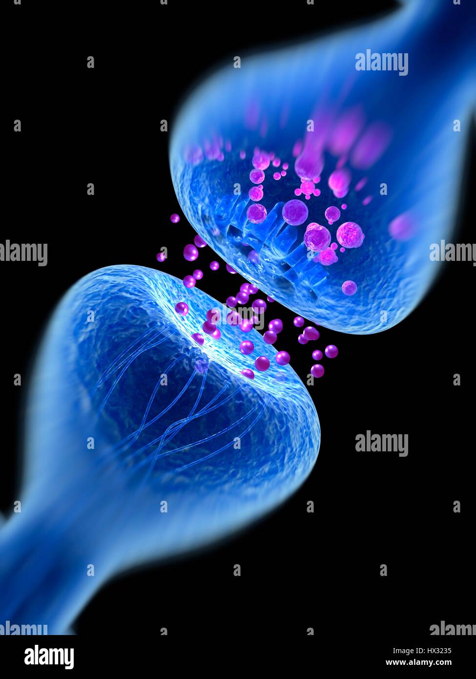 Synapse. Computer illustrazione di una sinapsi, la giunzione tra due neuroni. Sinapsi trasmettono segnali elettrici da una cellula nervosa al successivo. Quando il segnale raggiunge la sinapsi si innesca il rilascio di sostanze chimiche dette neurotrasmettitori. I neurotrasmettitori attraversare una distanza microscopica chiamato fessura sinaptica e passare attraverso i canali nel recettore delle cellule nervose (top), in cui esse generano un impulso elettrico. Foto Stock