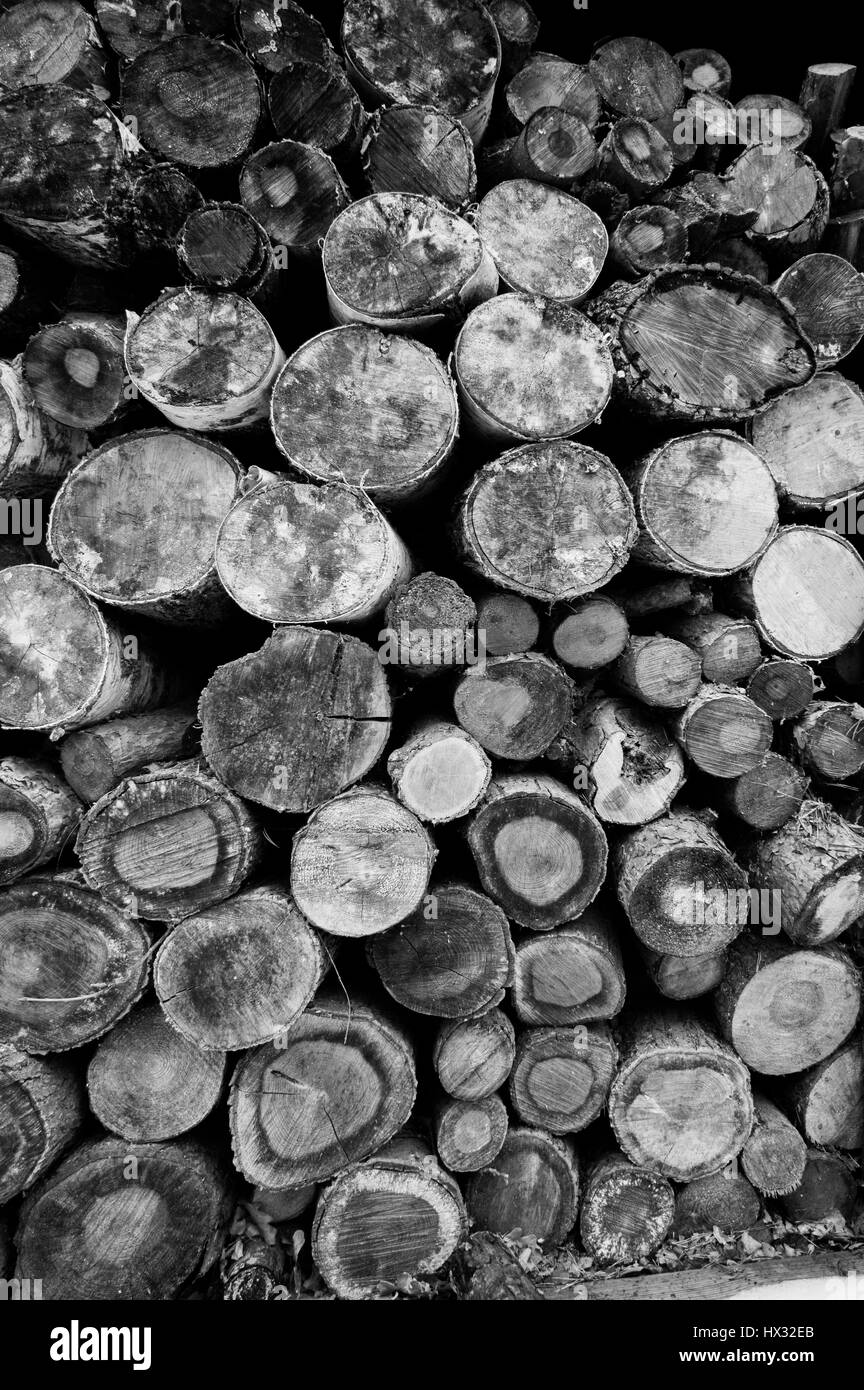 Tagliate i registri di legno da foresta Foto Stock