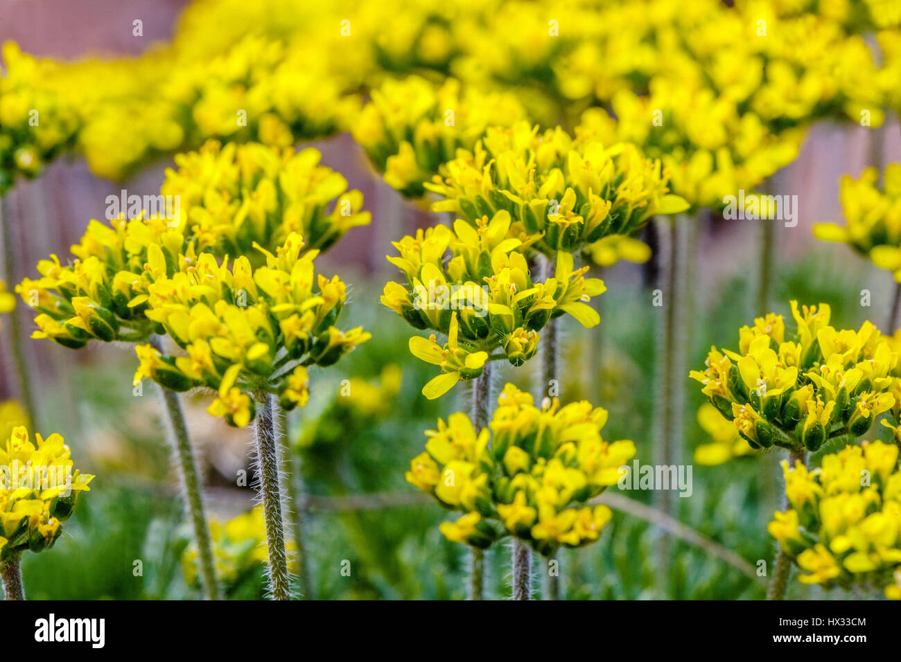 Draba hispanica, in fiore, la primavera Foto Stock